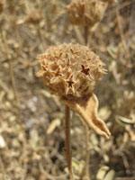 ørkenblomst