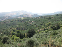olivenlunder